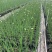 2305花圃供应非洲双色野鸢尾盆栽离被鸢尾