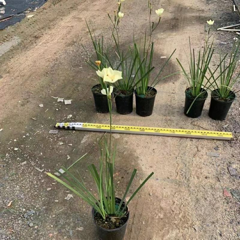 2305花圃供应非洲双色野鸢尾盆栽离被鸢尾