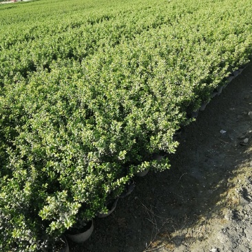 龟甲冬青大杯基地批发，龟甲冬青16杯批发基地大量现货