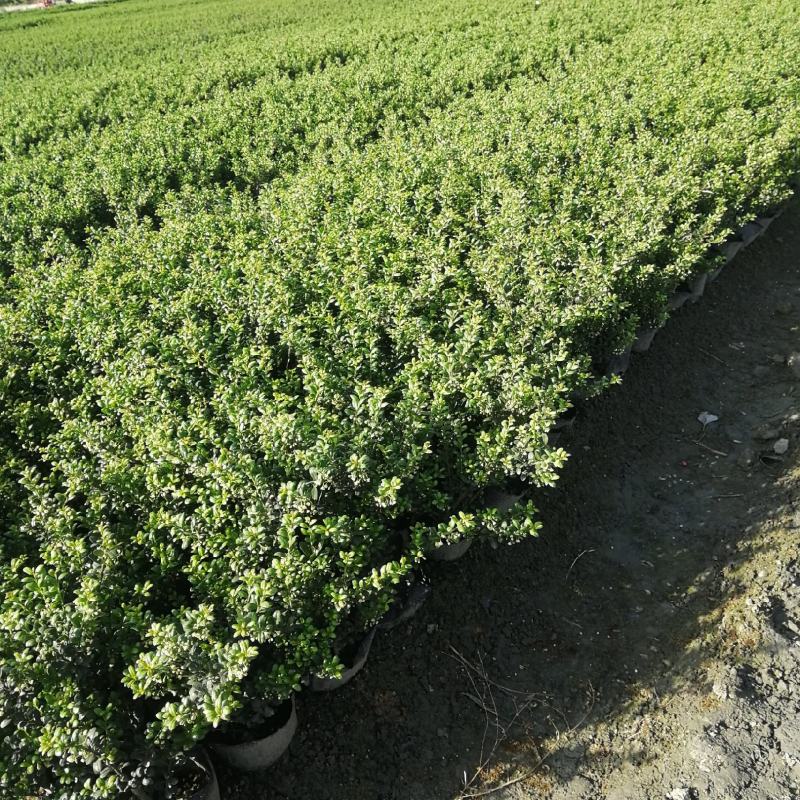龟甲冬青大杯基地批发，龟甲冬青16杯批发基地大量现货