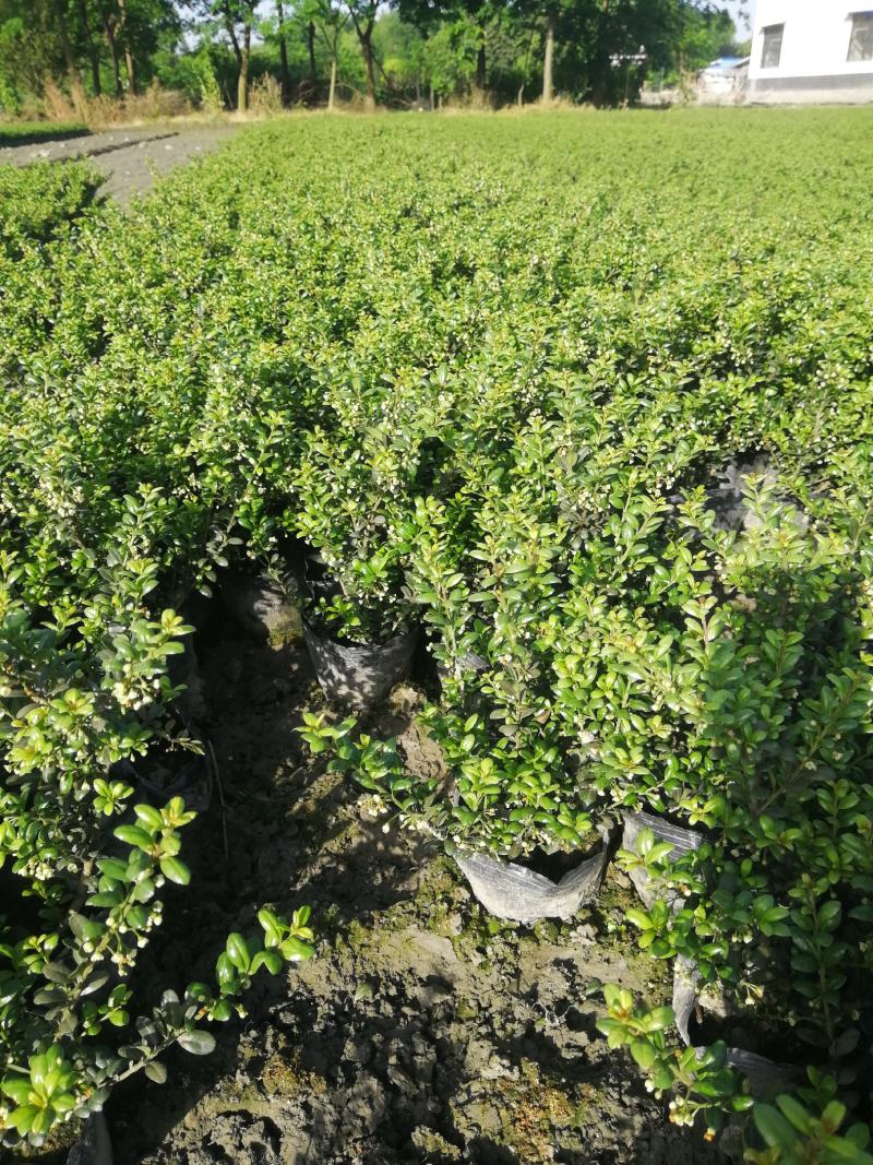 龟甲冬青大杯基地批发，龟甲冬青16杯批发基地大量现货