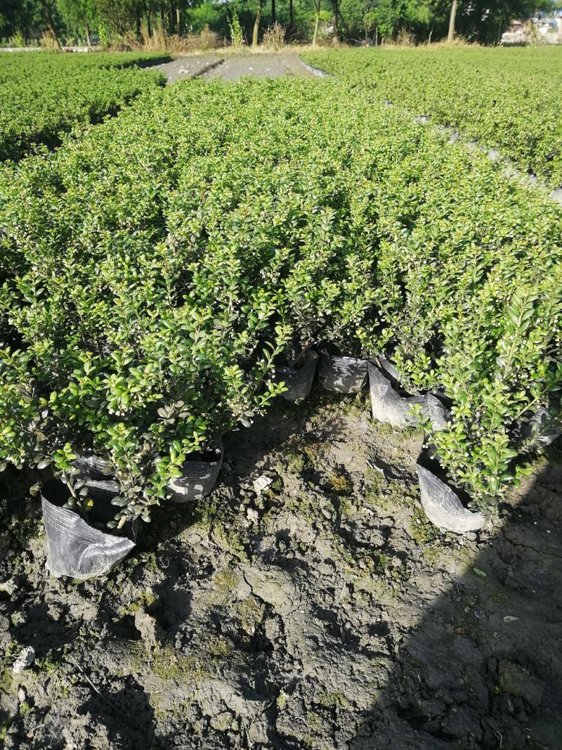 龟甲冬青大杯基地批发，龟甲冬青16杯批发基地大量现货