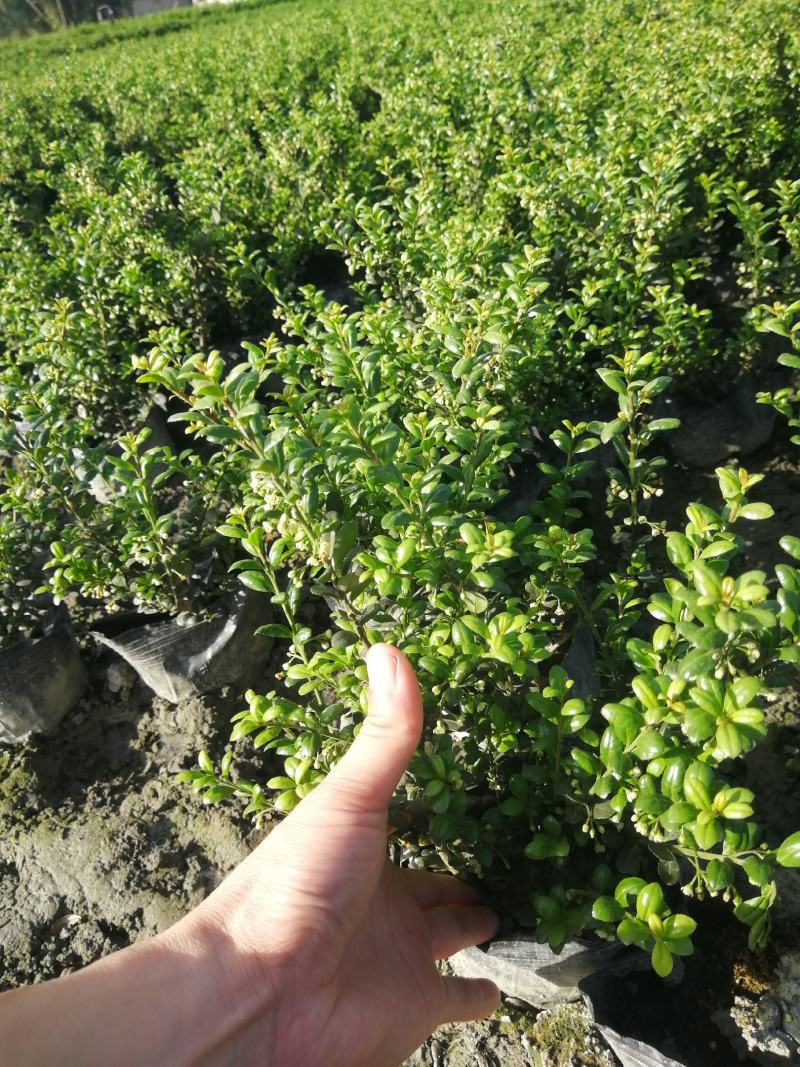 龟甲冬青大杯基地批发，龟甲冬青16杯批发基地大量现货