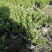 龟甲冬青大杯基地批发，龟甲冬青16杯批发基地大量现货