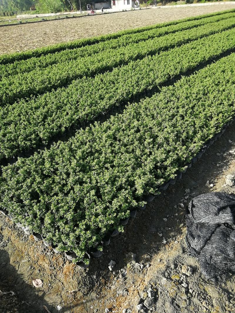 龟甲冬青大杯基地批发，龟甲冬青16杯批发基地大量现货