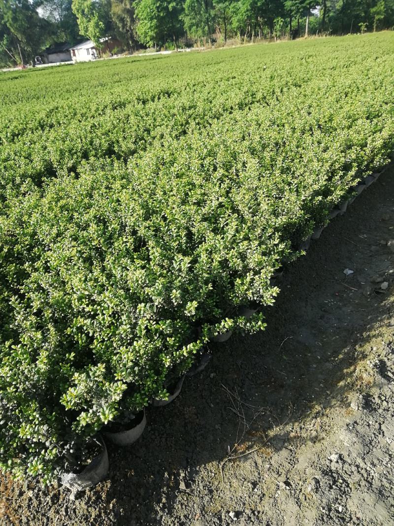 龟甲冬青大杯基地批发，龟甲冬青16杯批发基地大量现货