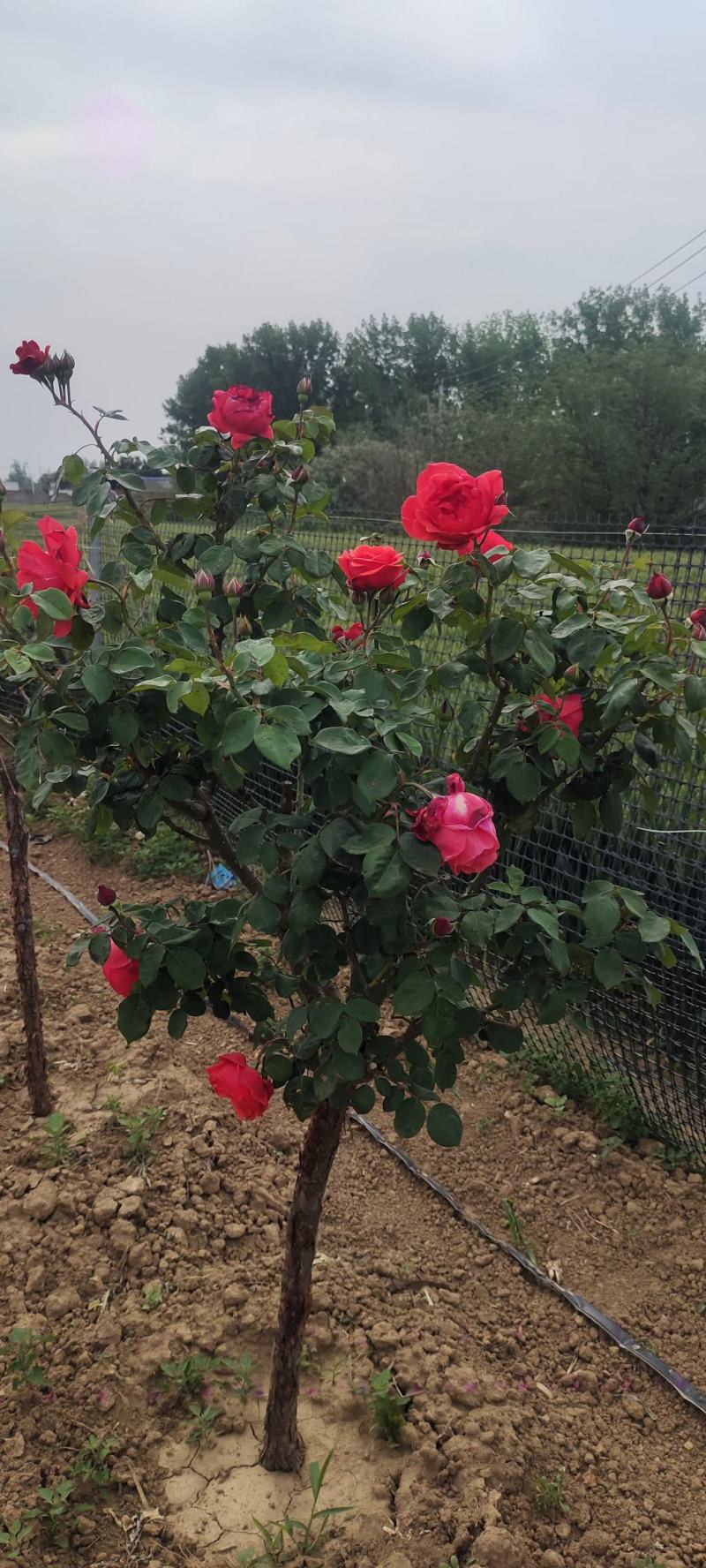 南阳月季花