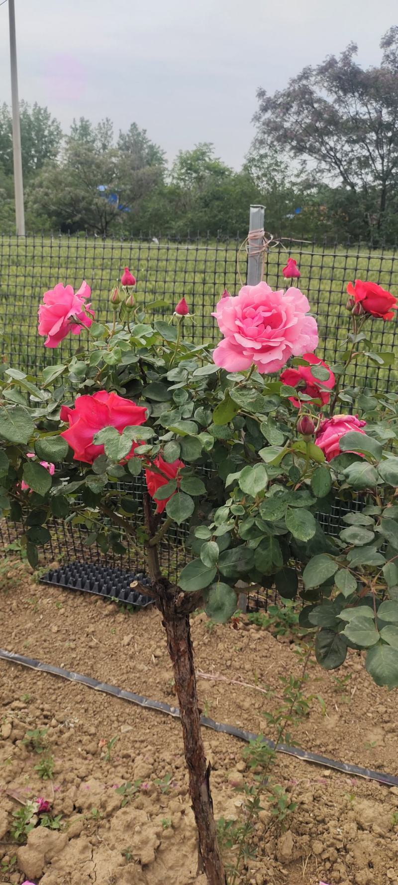 南阳月季花