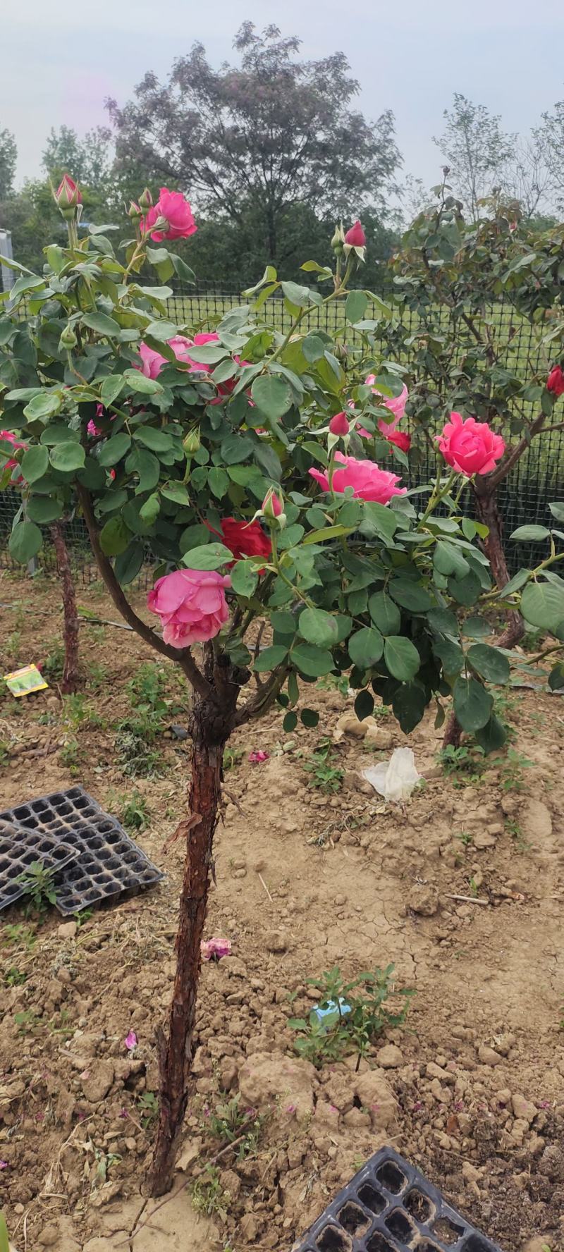 南阳月季花