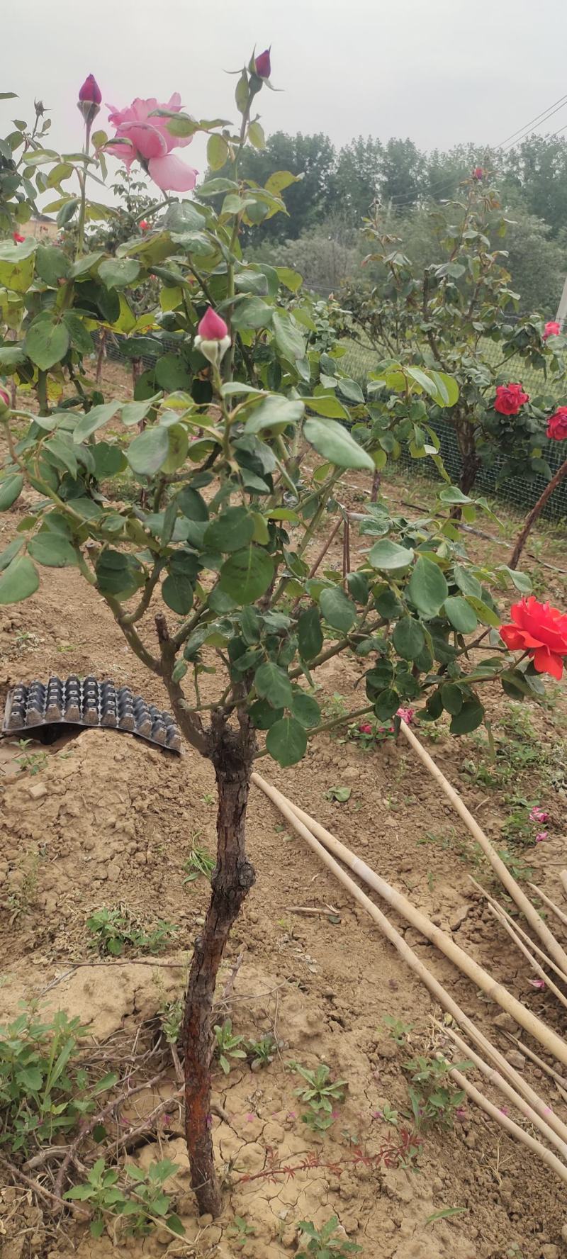 南阳月季花