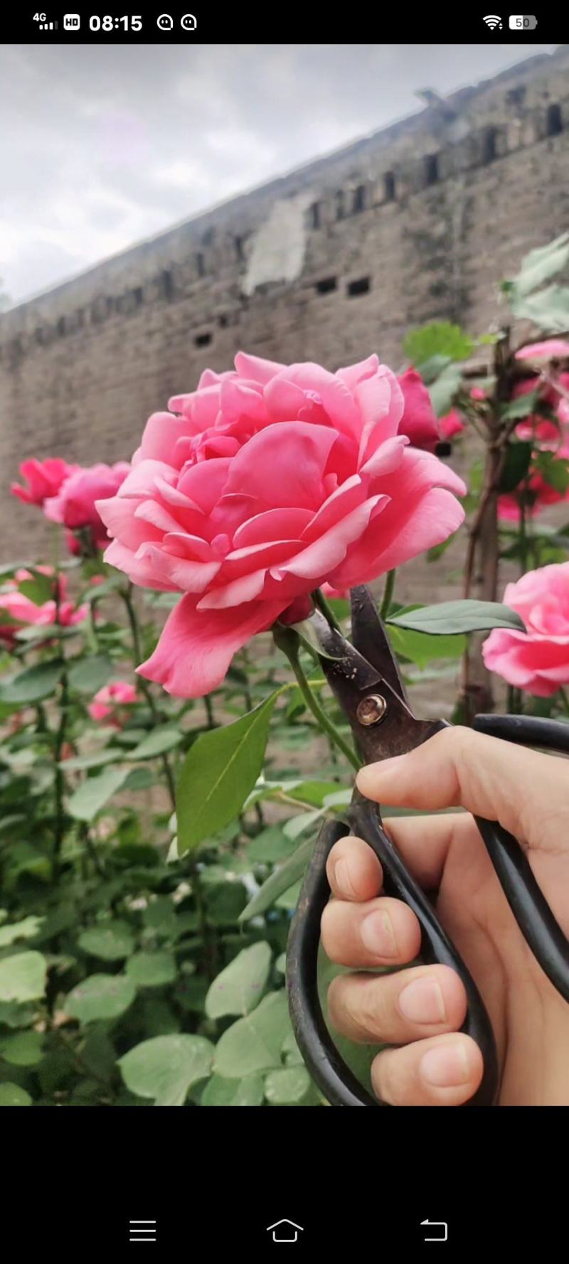 南阳月季花