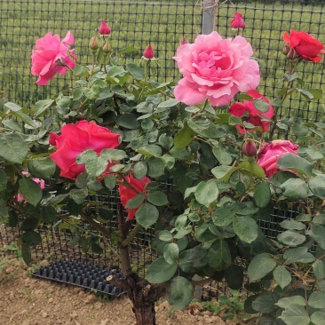 南阳月季花