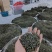 高山绿茶