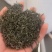 绿茶