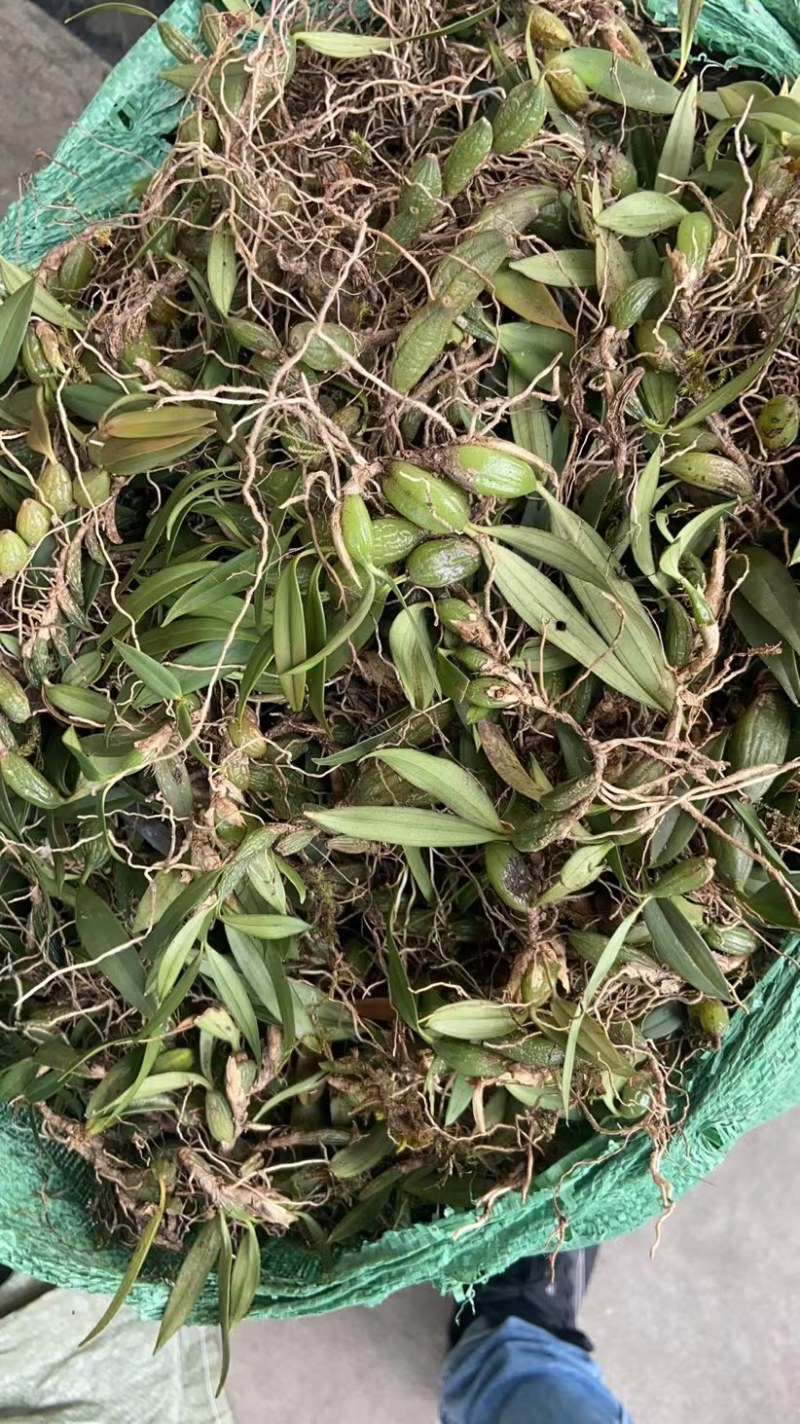 双叶小果石橄榄