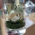 绿茶