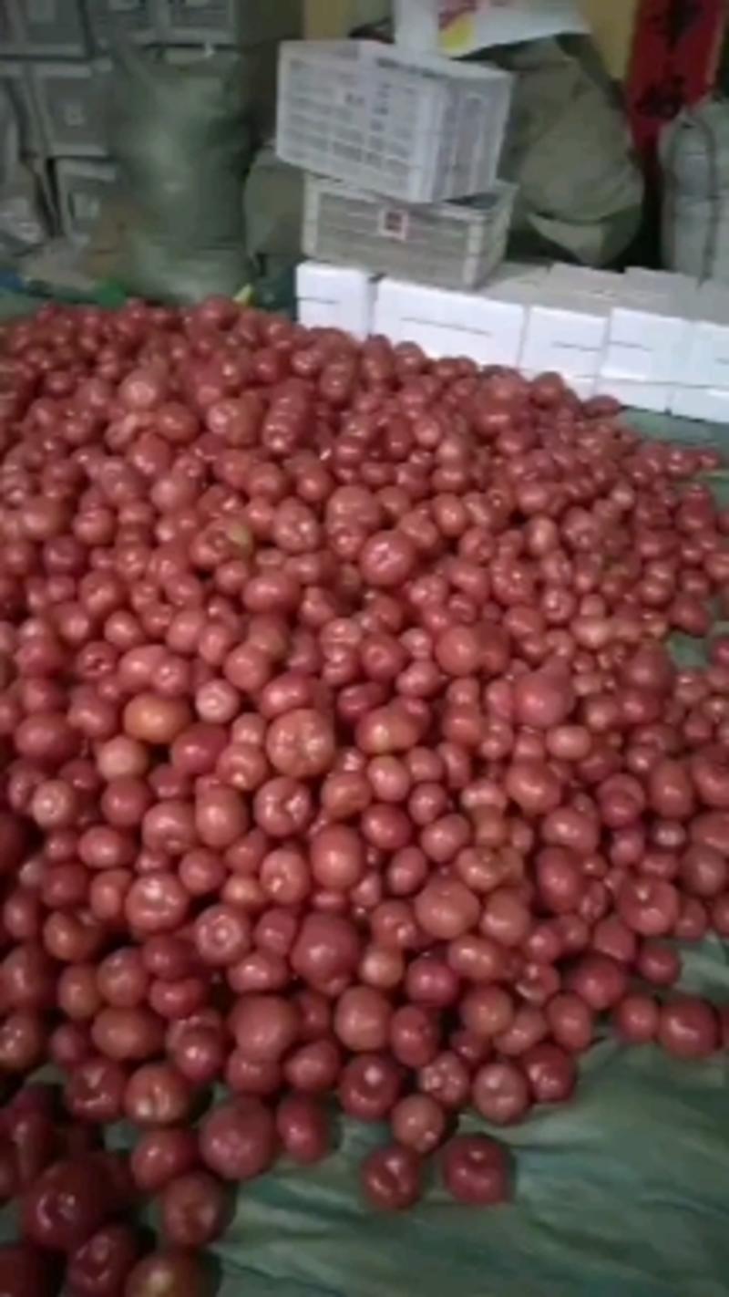 山东莘县精品西红柿己大量上市，基地直发，电商供货。