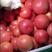 山东莘县精品西红柿己大量上市，基地直发，电商供货。