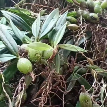 双叶小果石橄榄