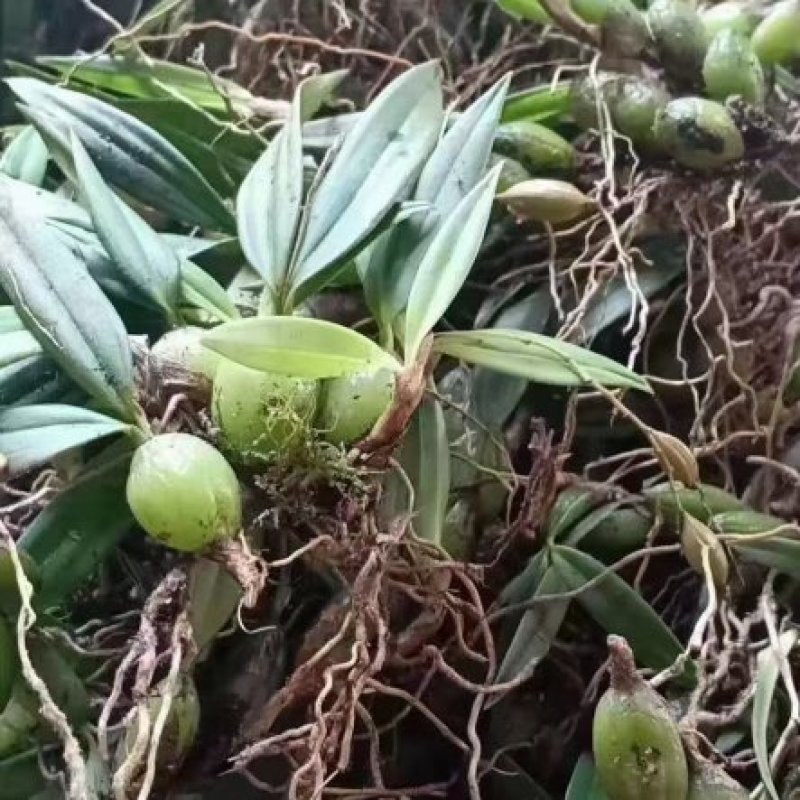 双叶小果石橄榄