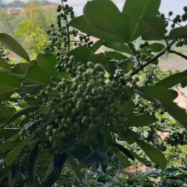 鲜花椒