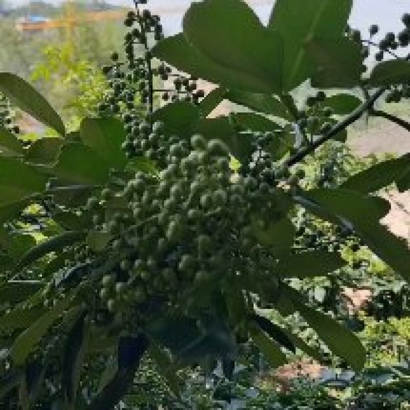 鲜花椒