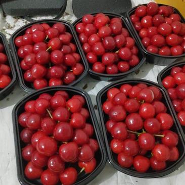 山东樱桃山东大棚樱桃大量上市美早樱桃品质好一手货源