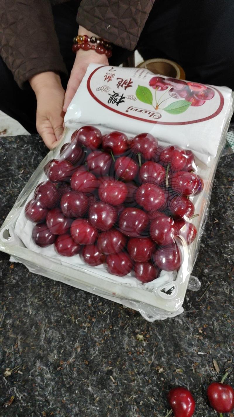 山东樱桃山东大棚樱桃大量上市美早樱桃品质好一手货源
