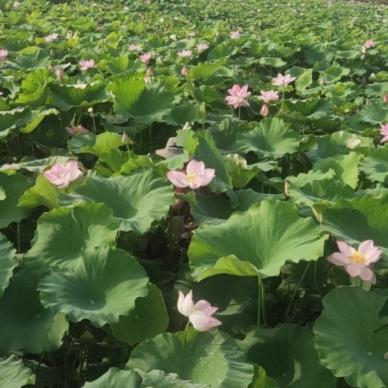 海南鲜莲蓬基地直供全国各地嫩莲蓬大量发货青莲蓬