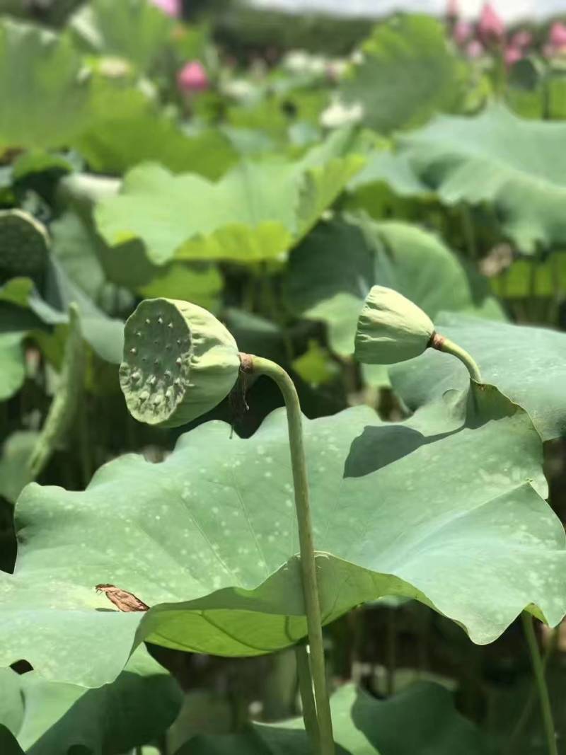 大量供应嫩莲蓬源头基地直供鲜莲蓬海南基地直发