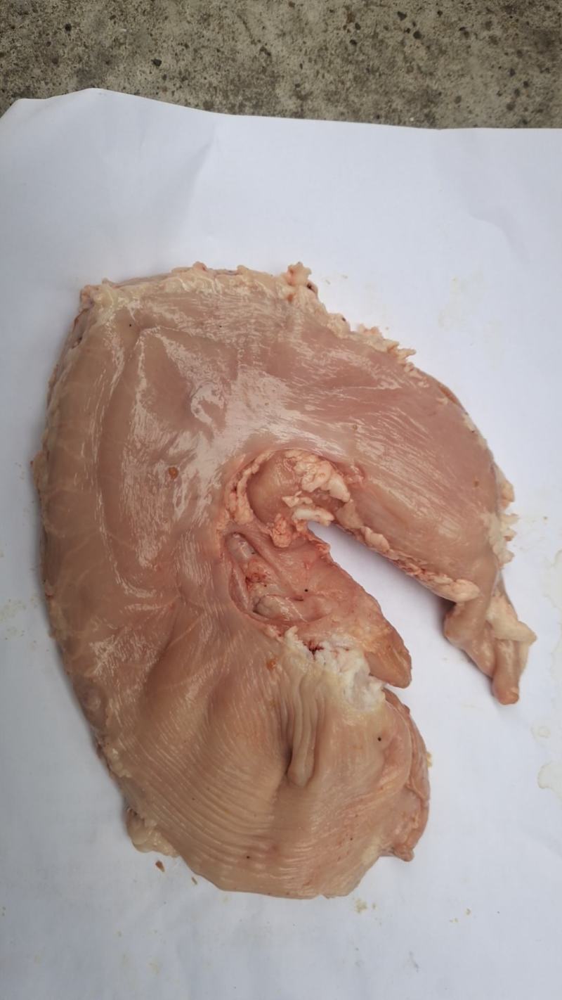 天天新鲜精品猪肚
