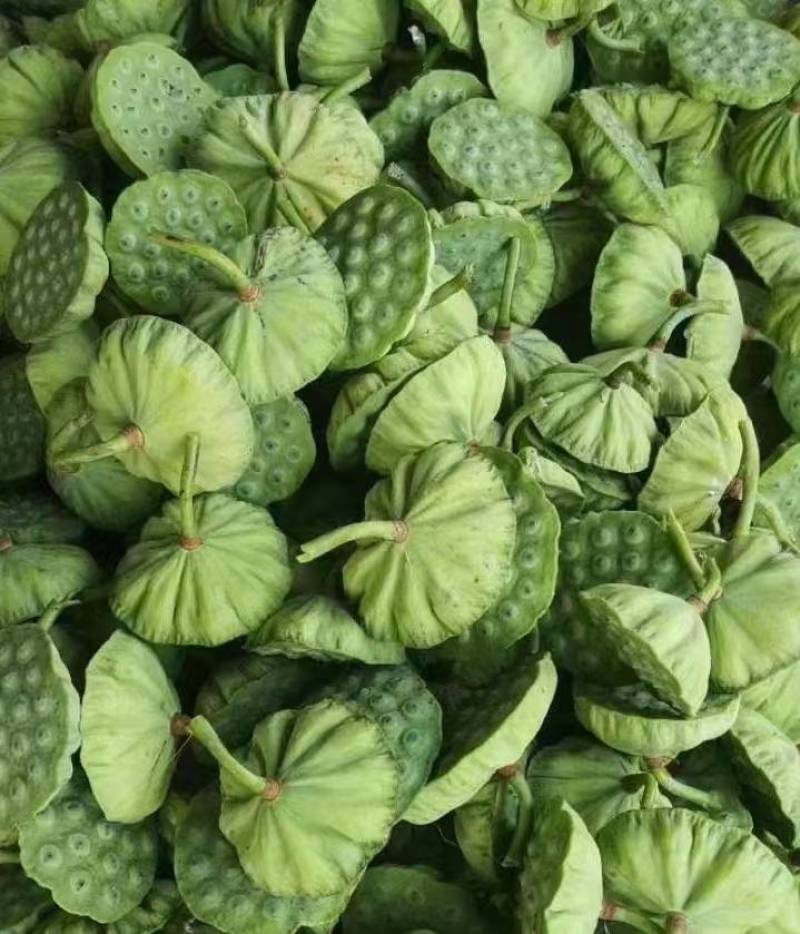 海南海口大量发货嫩莲蓬青莲蓬水果莲蓬基地直发