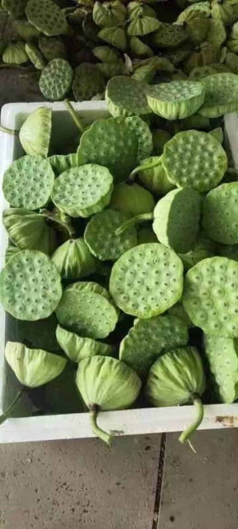 海南海口大量发货嫩莲蓬青莲蓬水果莲蓬基地直发