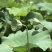 海南海口大量发货嫩莲蓬青莲蓬水果莲蓬基地直发