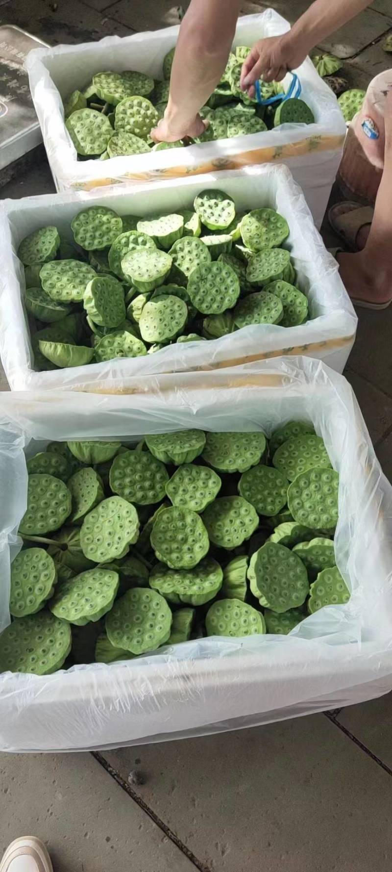 海南海口大量发货嫩莲蓬青莲蓬水果莲蓬基地直发