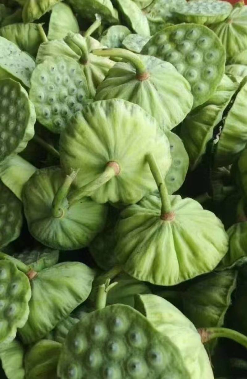 海南海口大量发货嫩莲蓬青莲蓬水果莲蓬基地直发