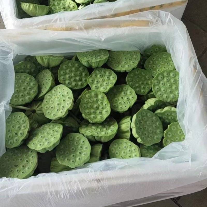 鲜莲蓬水果莲蓬嫩莲蓬海南早期莲蓬供应青莲蓬大量发货