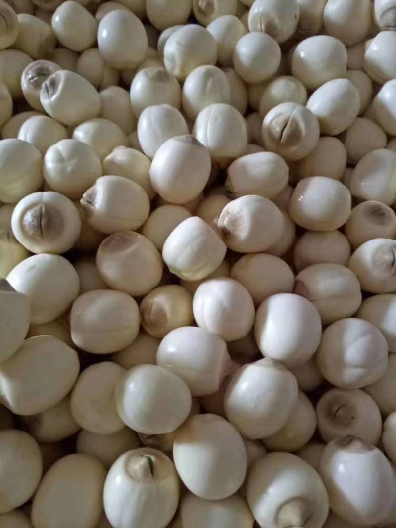 鲜白莲子基地直发去心白莲子大量发货纯手工