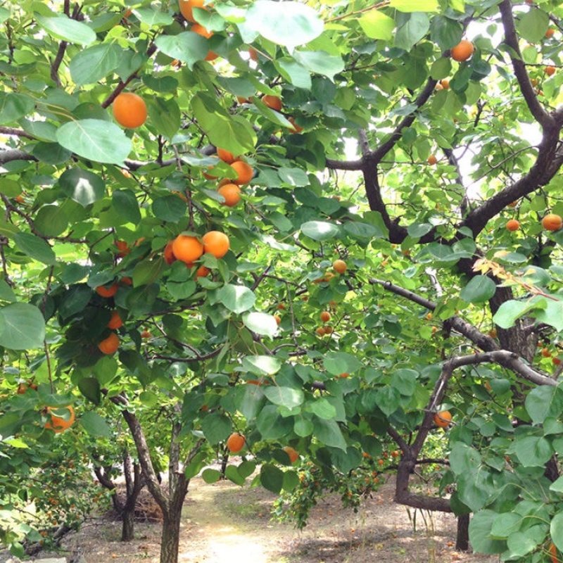 新鲜金太阳杏子水果当季孕妇水果现摘酸甜大黄杏马上大量上市
