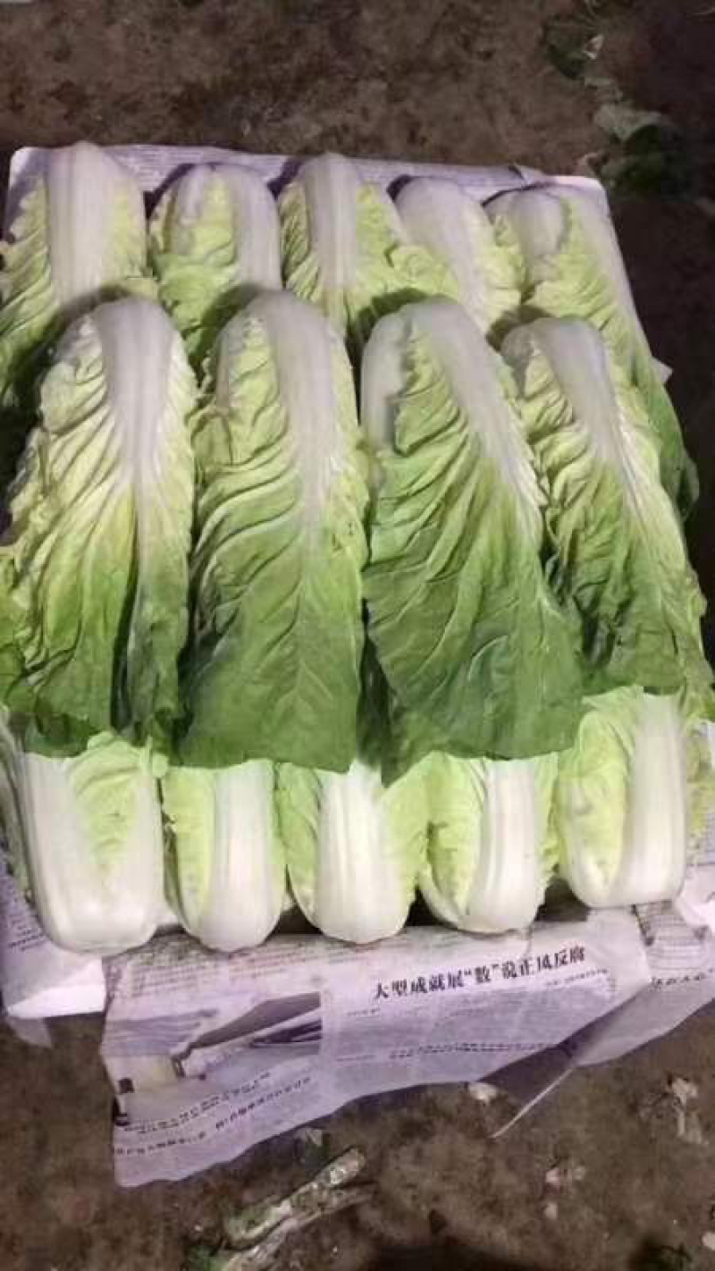 油麦