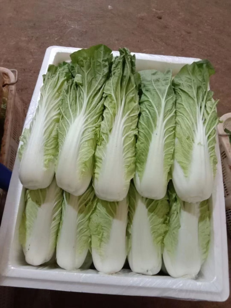 油麦