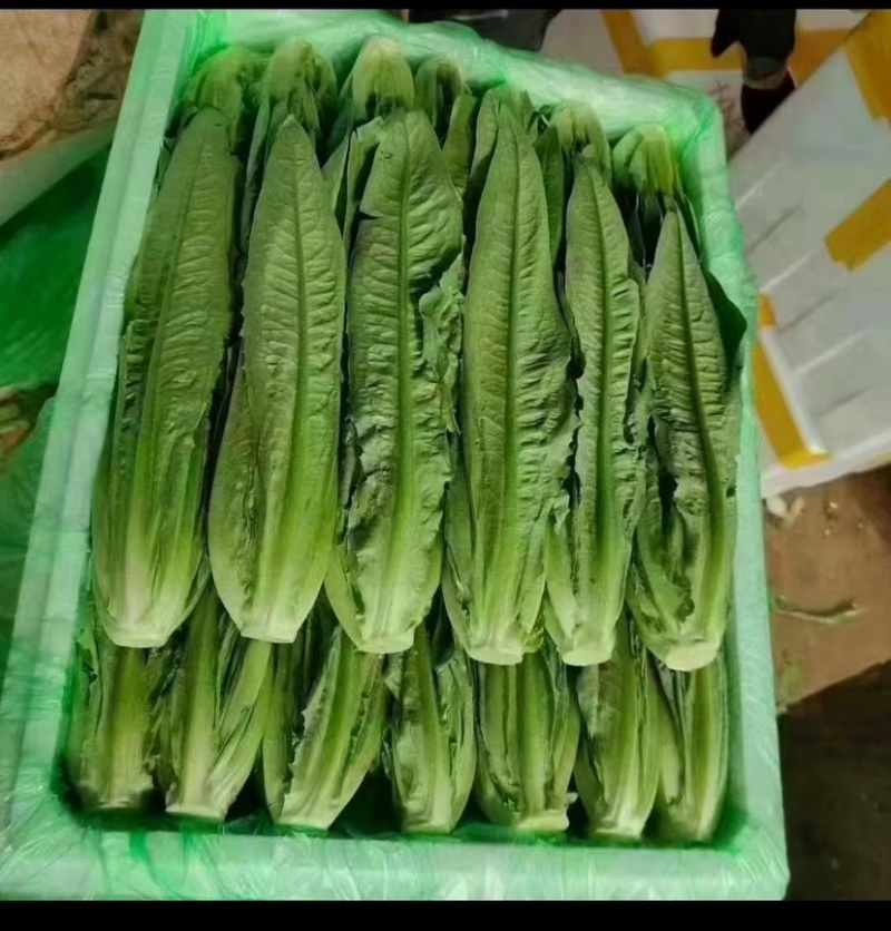 油麦