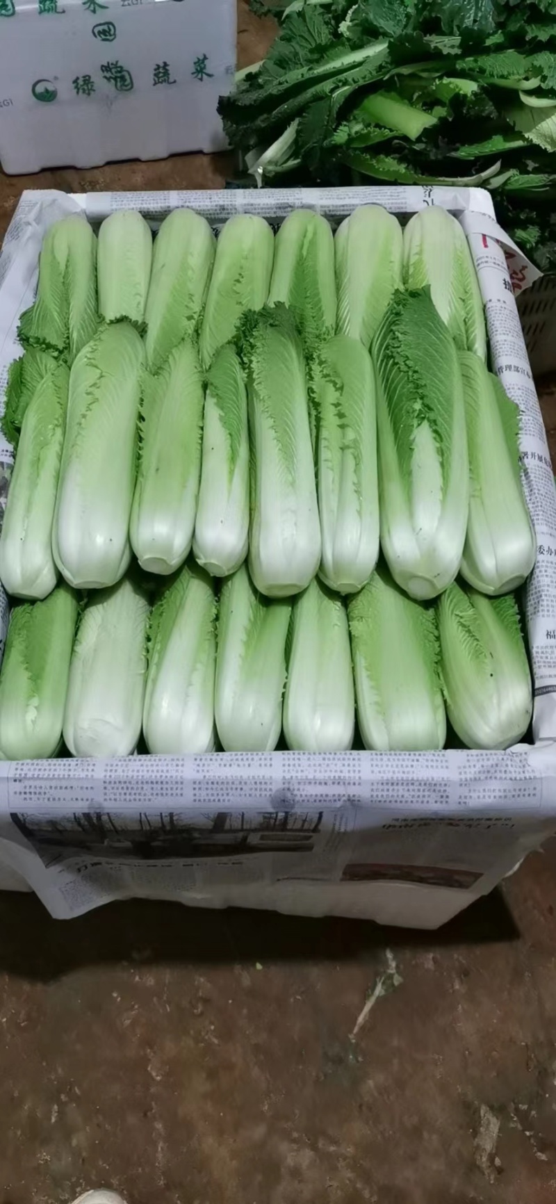 油麦