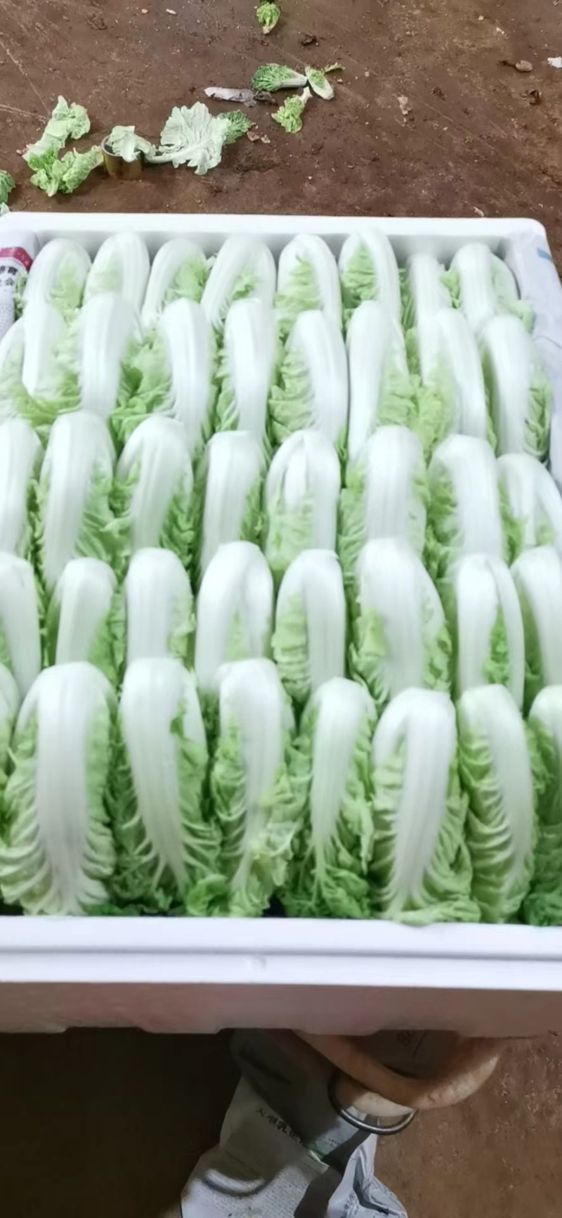 油麦