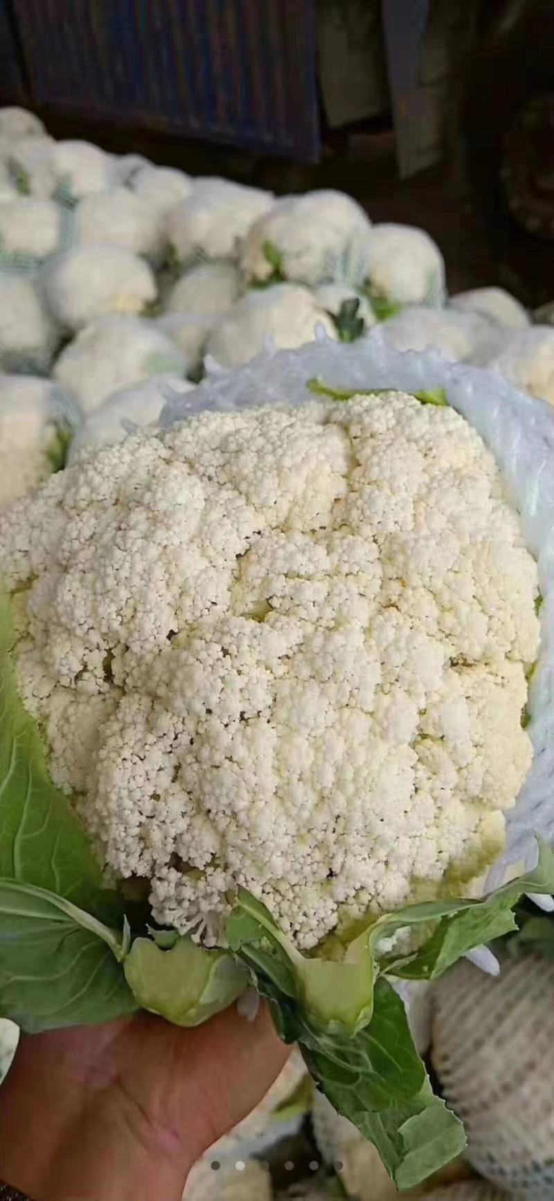 精品有机菜花，货源充足，量大从优，欢迎致电联系