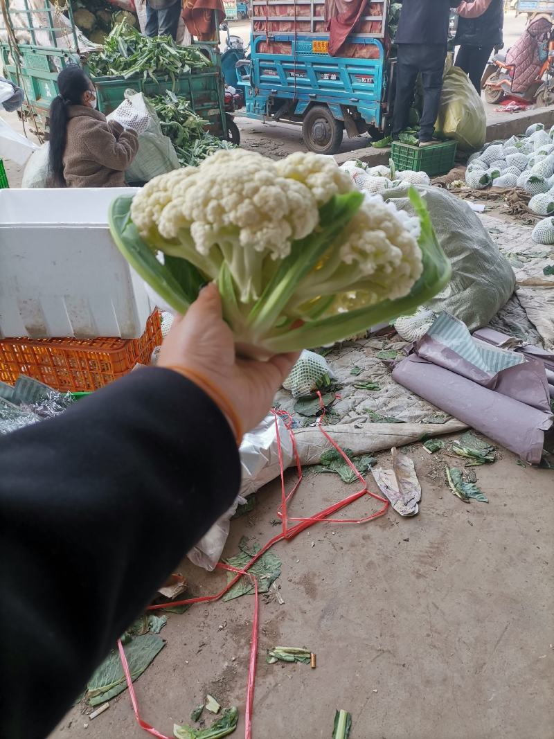 精品有机菜花，货源充足，量大从优，欢迎致电联系