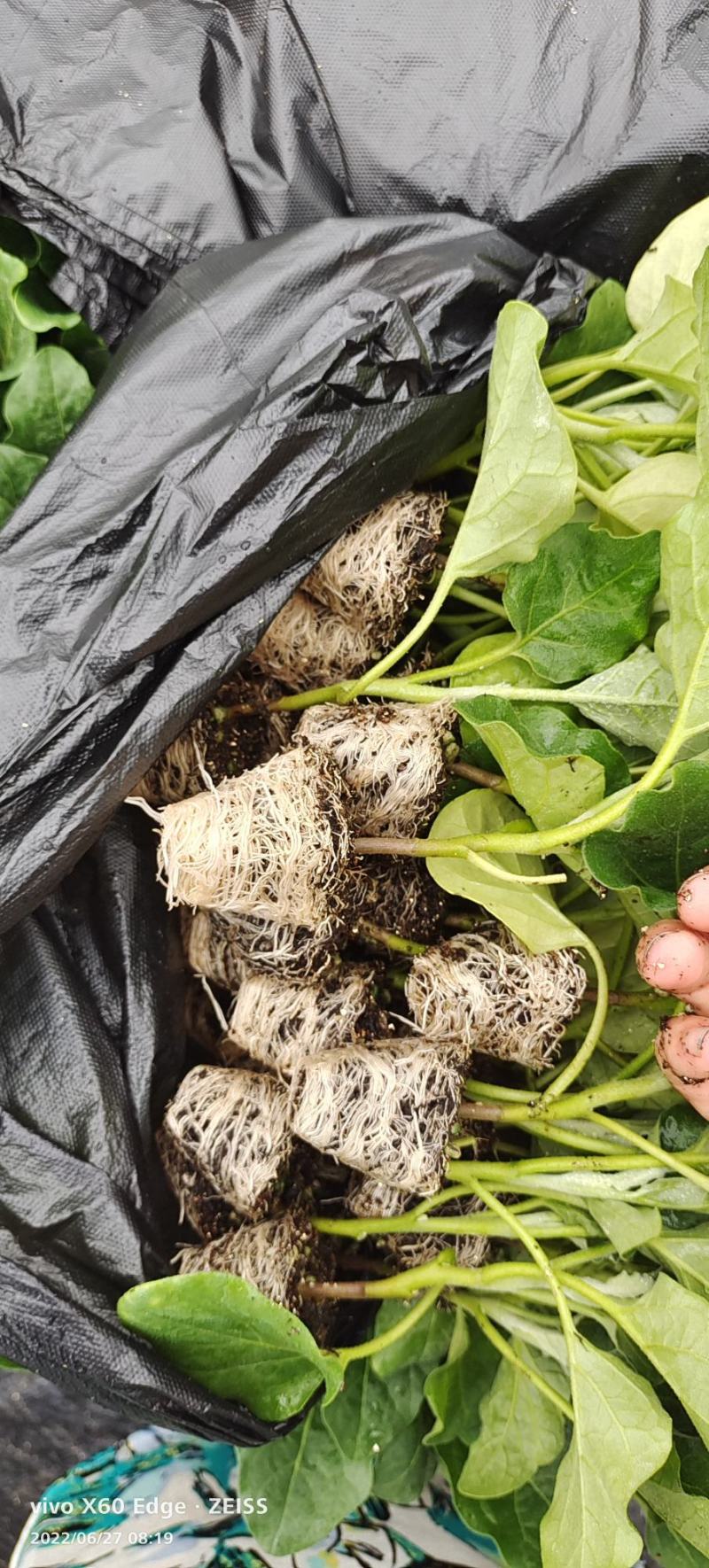 山东聊城莘县茄子苗圆茄苗黑亮圆茄成活率高价格便宜