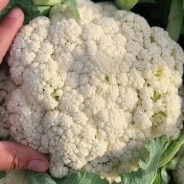 精品有机菜花，货源充足，量大从优，欢迎致电联系