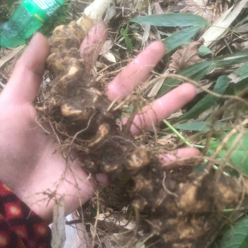 竹节参