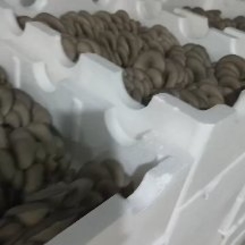 平菇